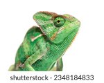 Head shot of a veiled chameleon ...