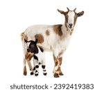 Female tibetan pigmy goat with...