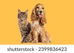 Small photo of Sitting cat and dog, English cocker spaniel and Maine Coon kitten cat looking away against yellow background