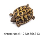 Small photo of Top shot of a Young Hermann's tortoise, Testudo hermanni, isolated on white