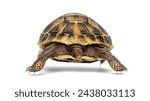 Small photo of Rear view of a Young Hermann's tortoise wolking away, Testudo hermanni, isolated on white