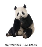 Giant Panda   18 Months    ...