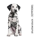 Dalmatian puppy in front of a...