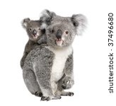Portrait Of Koala Bears  4...