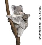 Koala Bears Climbing Tree  4...