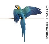 Blue And Yellow Macaw  Ara...
