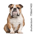 English Bulldog, 5 years old, sitting against white background
