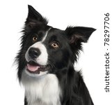 Close up of border collie  4...