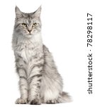 Maine Coon  2 Years Old ...