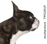 Close Up Of Boston Terrier  1...