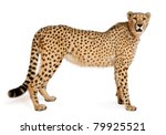 Cheetah  acinonyx jubatus  18...