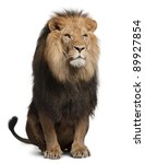 Lion  Panthera Leo  8 Years Old ...