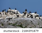 Cormorants Sunning On Isolated...
