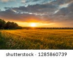 The sunset over wheat field in Germany .