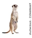 Funny Meerkat Stands On Its...