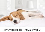 Small Hound Beagle Dog Sleeping ...