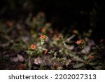 Small photo of Scarlet pimpernel on dark background. Sunlit orange flowers closeup. Red chickweed or poor mans barometer, mostly blurred
