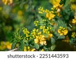 Small photo of Mostly blurred closeup of yellow flowers of rambling cassia or moneybush. Yellow candlewood blossoms on green leaves background on a sunny day. Summer nature wallpaper. Senna bicapsularis