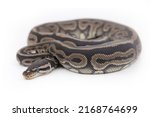 isolated  red axanthic poss... | Shutterstock . vector #2168764699