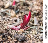 Small photo of A macro shot of the first sign of a peony karl rosenfield emerging through the soil.