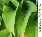 Small photo of A macro shot of a green hosta sum and substance leaf.