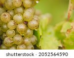 REMICH, LUXEMBOURG-OCTOBER 2021: Reportage at the seasonal Müller-thurgau grapes harvesting in the vineyards