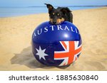 Small photo of Cute Kelpie (Australian breed of sheep dog) on a beach with a beach ball decorated with the Australian flag.