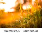 Small photo of Abstract background blurted and flower grass, field sunlight and rim light.