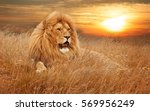 Picture Of Lions In Grass