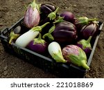Fresh Harvested Eggplants In...