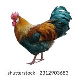 Rooster isolated on white...