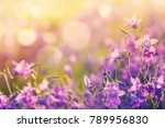 Colorful Floral Background With ...