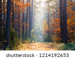 Fall nature. Fall forest. Forest with sunlight. Autumn tranquil background. Autumn scene.
