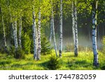 Spring in the birch grove. Beautiful sunny day in the forest. Spring landscape with green birch trees.