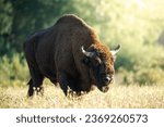 Wild bison grazing on field at...