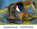 American Coot feeding her chick