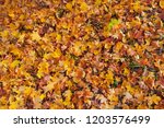 Maple Leaves During Autumn From ...