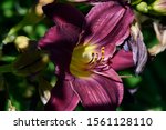 Small photo of Deep Purple Daylily With Green Throat. Recurved, Fragrant. Hemerocallis 'Wayside King Royale'