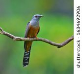 Small photo of Beautiful bird, male of Plaintive Cuckoo (Cacomantis merulinus) perching on a branch, Bird from Thailand