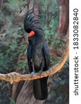 beautiful bitd  black palm... | Shutterstock . vector #1833082840