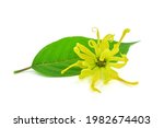 beautiful ylang ylang flower ... | Shutterstock . vector #1982674403