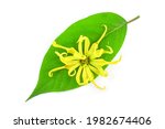 beautiful ylang ylang flower ... | Shutterstock . vector #1982674406