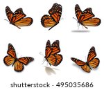 Beautiful six monarch...