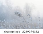 Reed along the edge of a frozen foggy lake in sunlight at sunrise in winter, Almere, Flevoland, The Netherlands, March 1, 2023