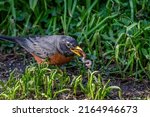 An American robin catching an earthworm.