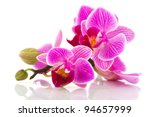 Tropical Pink Orchid Isolated...