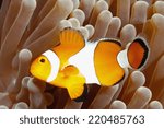 Clown Anemonefish, Amphiprion percula, swimming among the tentacles of its anemone home. Tulamben, Bali, Indonesia
