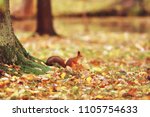 Squirrel In Autumn   Autumn...