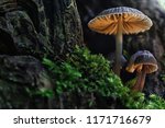 Small Mushrooms Macro   Nature...