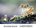 Small Mushrooms Toadstools